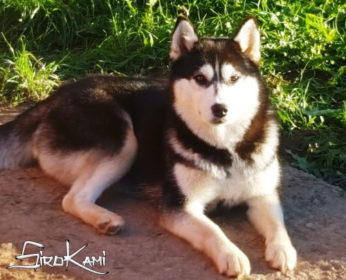 husky hembra negra y blanco