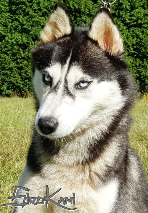 husky hembra negro y blanco 2