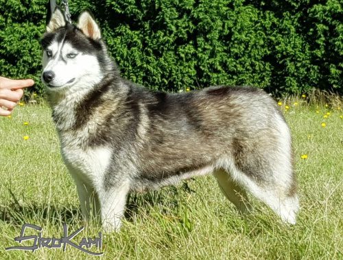 husky hembra negro y blanco 3