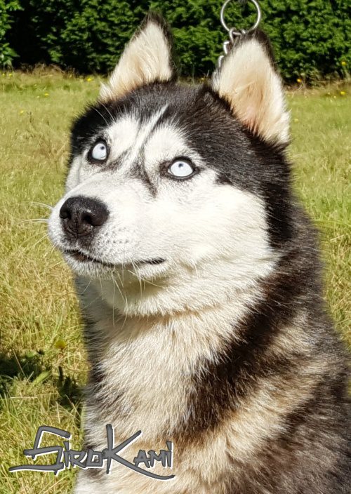 husky hembra negro y blanco 4