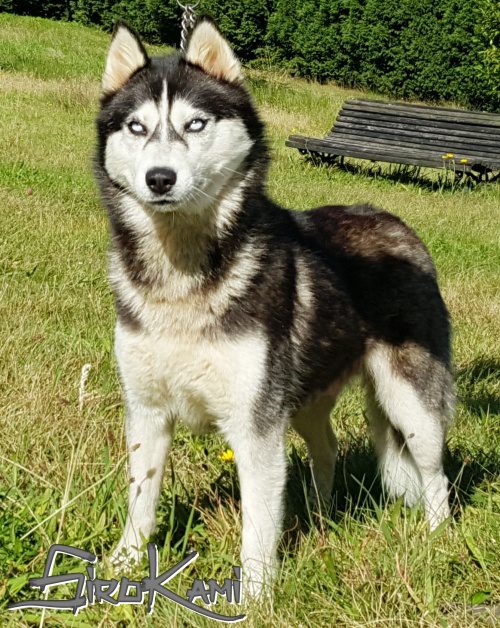 husky hembra negro y blanco