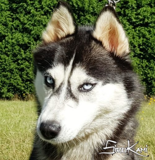 Hembra Husky Negro y Blanco Mikela del Sirokami【Sirokami Siberians