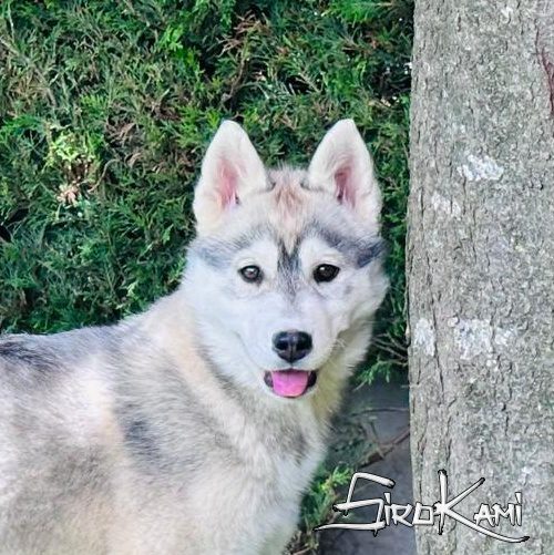 cachorro husky gris