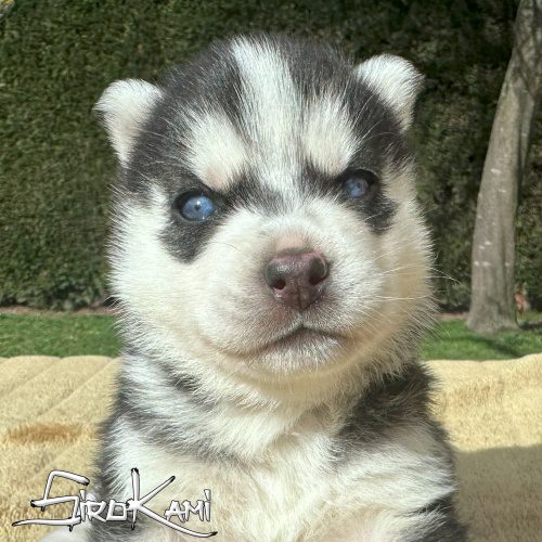 cachorra husky negra