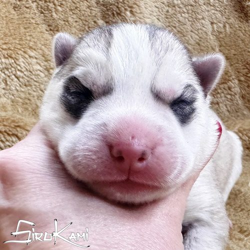 cachorro husky gris soho 1 DIA