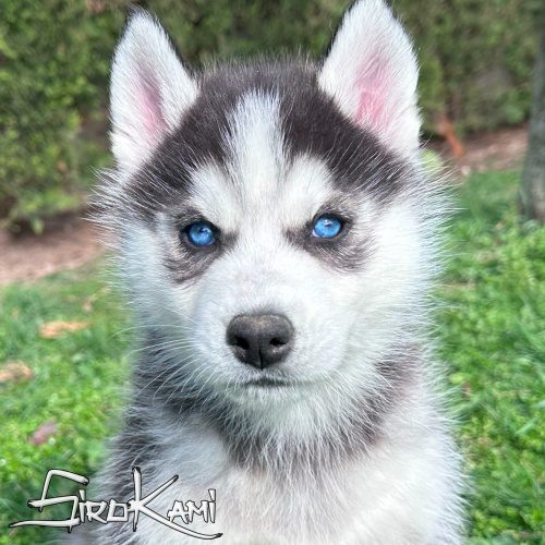 cachorro siberiano husky negro y blanco cachorro siberiano husky