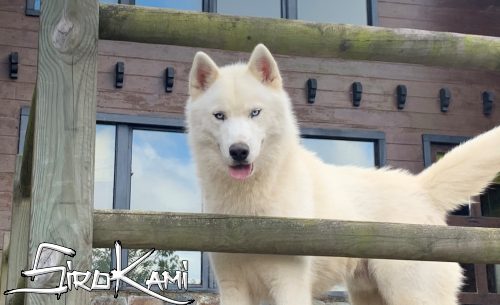 husky blanco 10 meses vikingo del sirokami