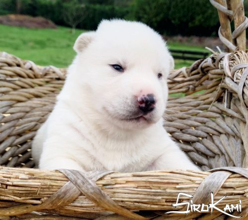 husky blanco 16 dias vikingo del sirokami