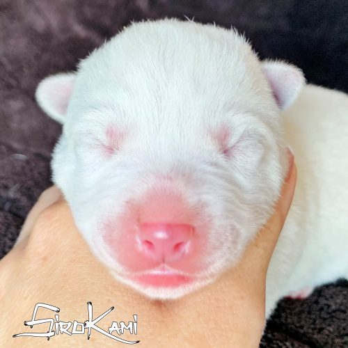 husky blanco 2 dias vikingo del sirokami