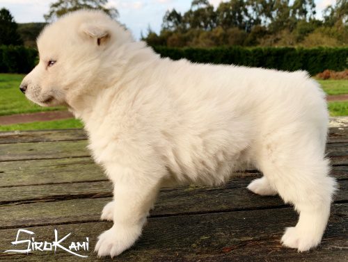 husky blanco 26 dias pose vikingo del sirokami