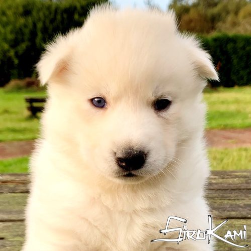 husky blanco 26 dias vikingo del sirokami