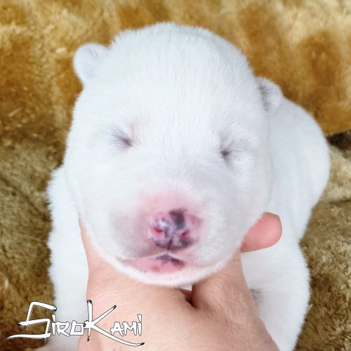 husky blanco 8 dias vikingo del sirokami