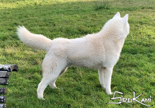 husky blanco pose espaldas vikingo del sirokami