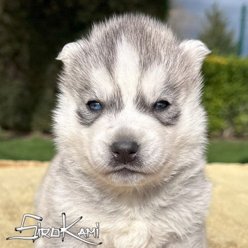 husky ojos diferentes