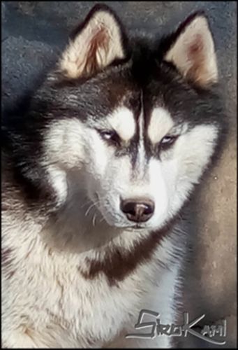 Husky Negro -Kurko del Sirokami husky negro