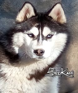 Husky-Siberiano-Negro-y-Blanco-Kurko del Sirokami husky negro