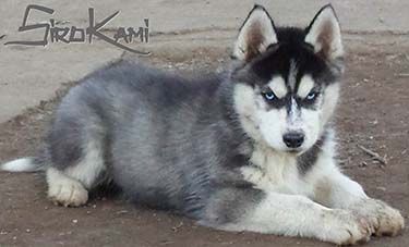 cachorro husky negro -Kurko del Sirokami cachorro husky negro ojos azules