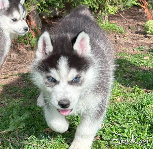 cachorro siberiano husky negro y blanco 2