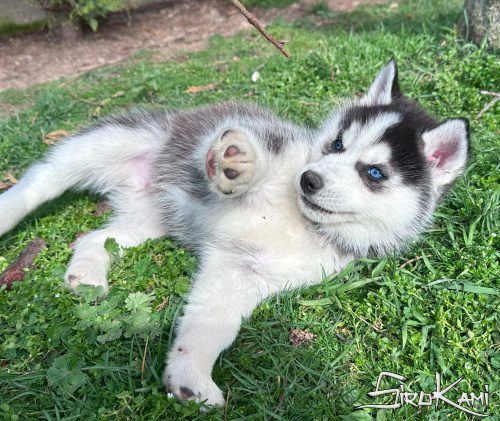 cachorro siberiano husky negro y blanco 3