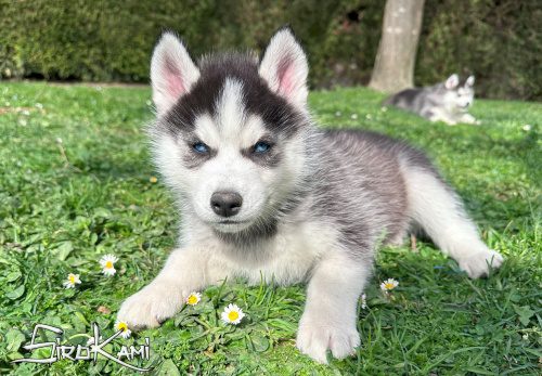 cachorro siberiano husky negro y blanco 4