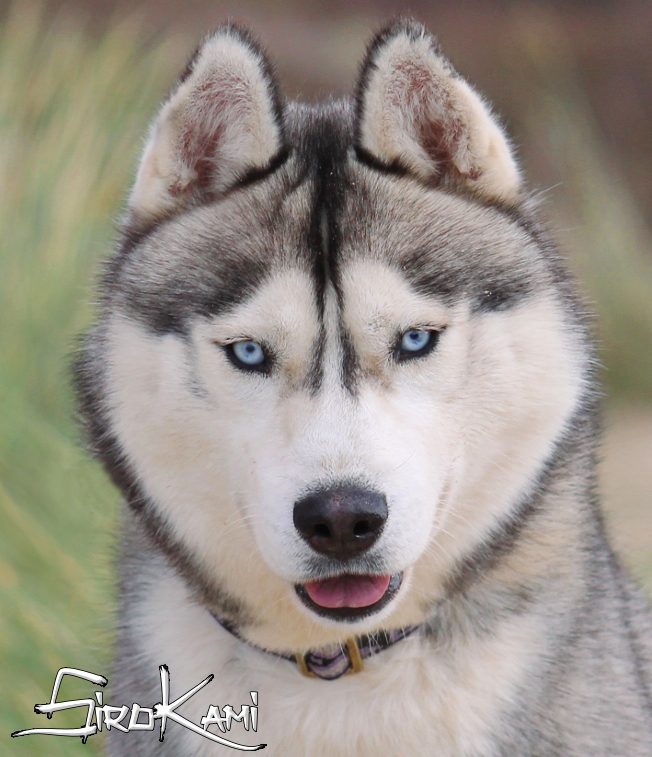 husky gris