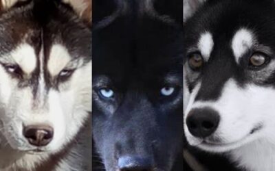 Husky Negro: Características, Tipos, Colores y Curiosidades con FOTOS