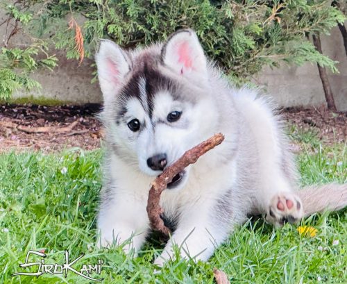 cachorra siberian husky hembra negro y blanco 2