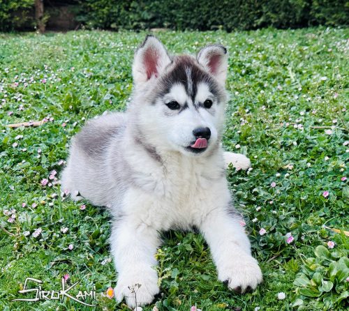cachorra siberian husky hembra negro y blanco 3