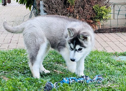 cachorra siberian husky hembra negro y blanco 4