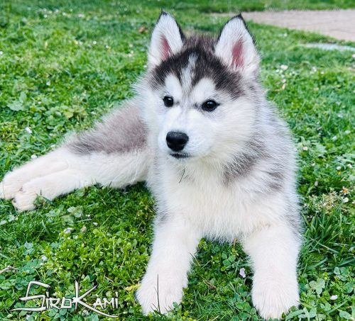 cachorro siberian husky negro y blanco hembra 2