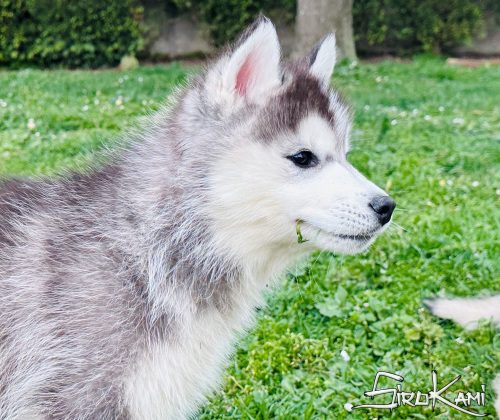 cachorro siberian husky negro y blanco hembra 3
