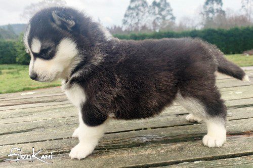 cachorro husky hembra didi del sirokami