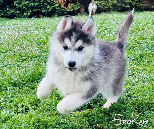cachorro husky hembra negro y blanco con ojos marrones