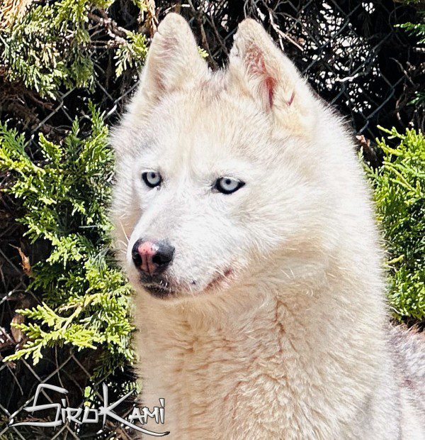 husky hembra