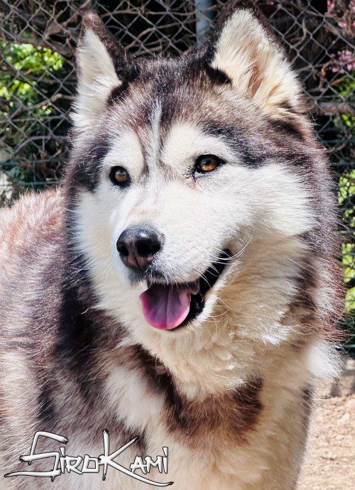 siberian husky hembra 2
