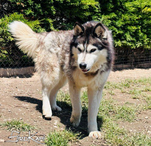 siberian husky hembra 3
