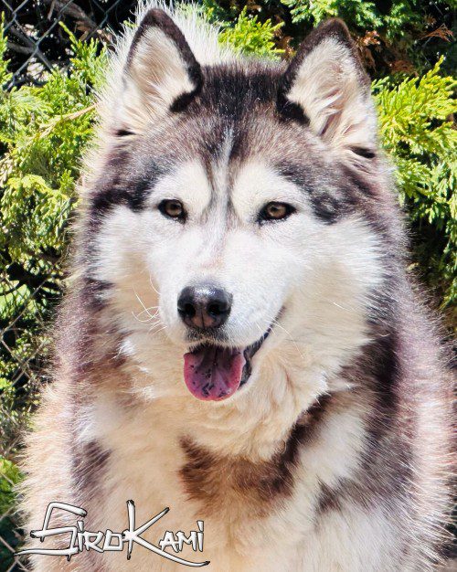 hembras husky