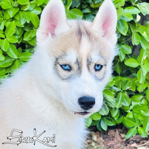husky con ojos azules