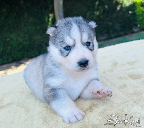 cachorro husky hembra gris 2