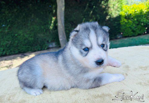 cachorro husky hembra gris 3