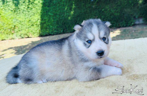 cachorro husky hembra gris 4