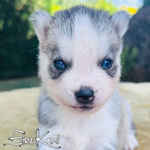 cachorro husky macho