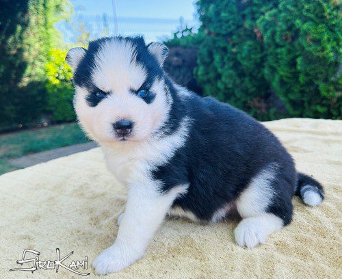 cachorro husky ojos azules 2