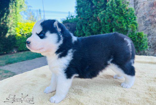 cachorro husky ojos azules 3