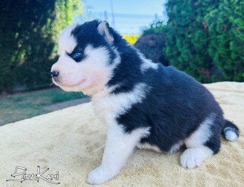 cachorro husky ojos azules 4