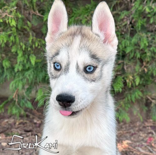 cachorro husky ojos azules husky cachorro