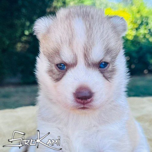 cachorro husky hembra marron