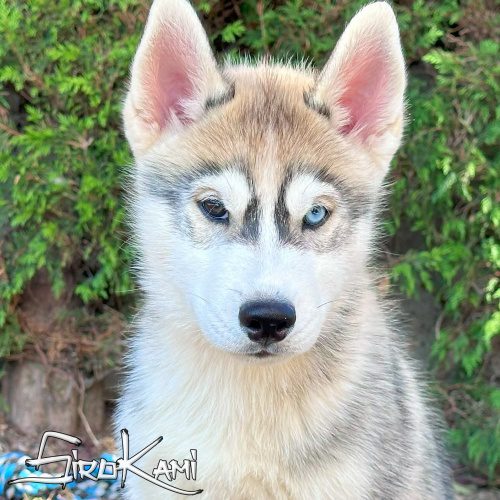 cachorro husky siberiano ojos de dos colores cachorro husky siberiano
