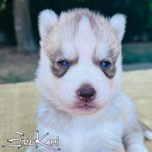cachorro husky marron ojos azules