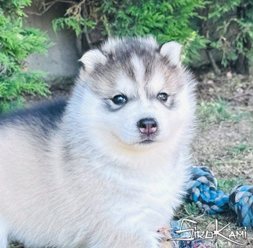 cachorros husky gris 2